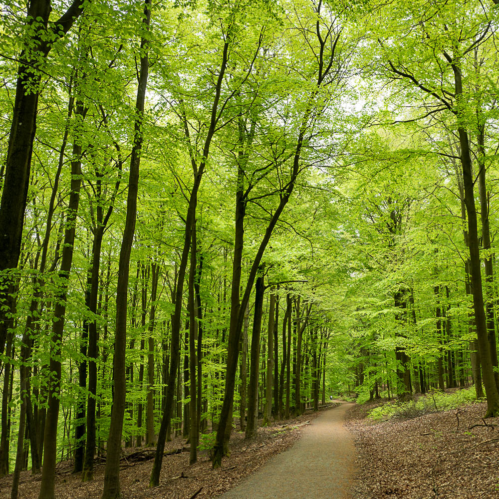 Wilder Kermeter, Nationalpark Eifel